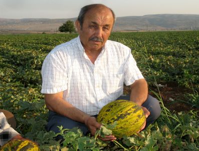 Araban Kavunu Dalında 50 Kuruştan Yok Satıyor