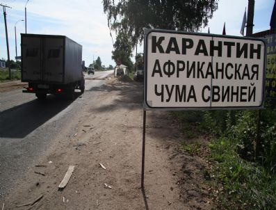 RIA NOVOSTI - Rusya’nın Güneyinde Domuz Vebası Alarmı; Bölge Karantinaya Alındı