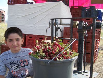 Yenidoğan`da Vişnede Verim Kaybı Üreticiyi Üzdü