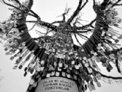 Anıt ağaca 50 şehit daha çakıldı