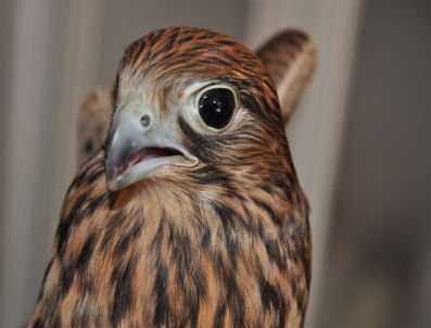 SERBAN - Balıkesir`de Üç Yavru Atmaca Doğaya Salındı