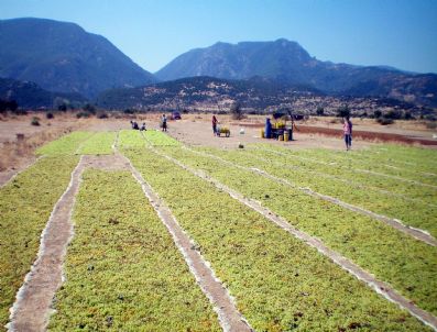 İZMIR TICARET BORSASı - Çekirdeksiz Kuru Üzüm Üreticilerine Uyarı