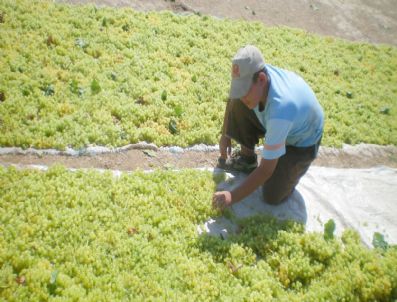 İZMIR TICARET BORSASı - Çiftçilere Uyarı: Şeker Oranını Ölçmeden Üzümü Hasat Etmeyin
