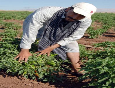 Çiğköftesi Meşhur Adıyaman`da Köftelik Biber Yetiştirilmeye Başlandı