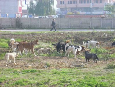 Düzce`de Sokak Hayvanları İçin Düzenleme