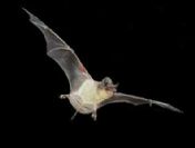 Havada yarasa paniği!