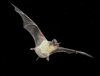 Havada yarasa paniği!