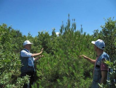 Kastamonu`nun Akdenizli Ormanları