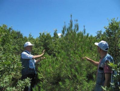 Kastamonu`nun Akdenizli Ormanları