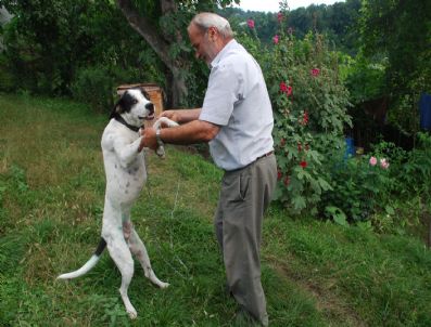 Köpeğe İşkence İddiası