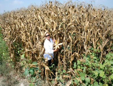 Mısır`da `fiyat` Sıkıntısı