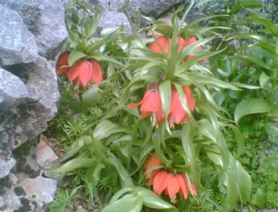 Ters Laleyi Yurt Dışına Kaçırmak İsteyen Hollandalılar’a  57 Bin Lira Para Cezası