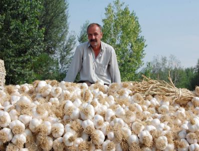 Üretici Sarımsak Fiyatlarından Memnun