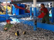 Samsun ve Sinop'ta ağlar balık doldu