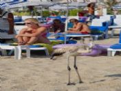 Alanya`da Plaja Düşen Flamingo Turistlerin İlgi Odağı Oldu