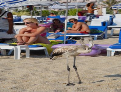 Alanya`da Plaja Düşen Flamingo Turistlerin İlgi Odağı Oldu