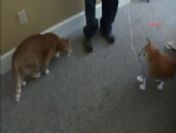 Kedi plastik kediden korkunca