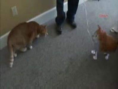 Kedi plastik kediden korkunca