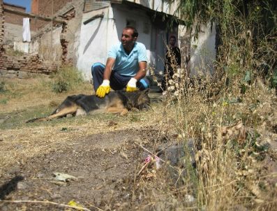 Kuduz Köpek Paniğe Neden Oldu
