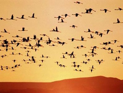 Leyleklerin Seyirlik Göçü
