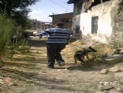 Mahallelinin Köpek Kabusu Sona Erdi