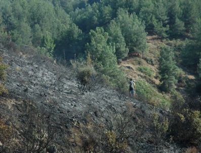 AKMESCIT - Manisa`da Orman Yangını