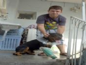 Saldırgan Köpek Başından Vuruldu Ama Ölmedi