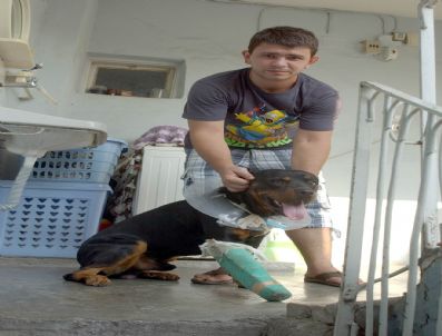 Saldırgan Köpek Başından Vuruldu Ama Ölmedi