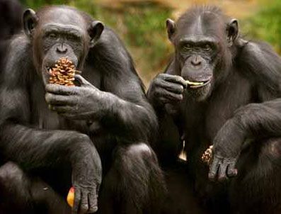 HAYVANLAR ALEMİ - Şempanzeler Çaya Bayılıyor