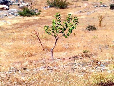 Tut İlçesinin Simgesi `dut` Meyveleri Susuz Kaldı