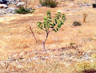 Tut İlçesinin Simgesi `dut` Meyveleri Susuz Kaldı