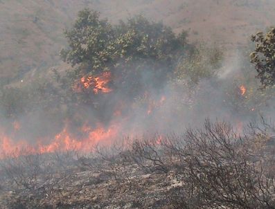 Zonguldak Ereğli`de 10 Dönümlük Orman Alanı Yandı