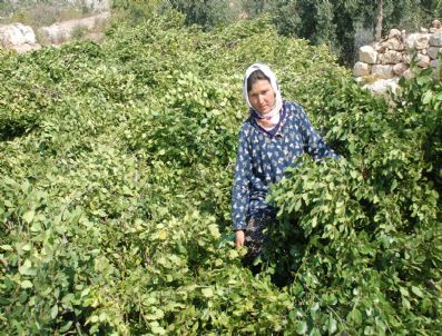 NARLıKUYU - Defne Yaprağı Orman Köylüsünün Gelir Kapısı Oldu