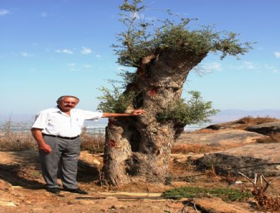 Kuruyan Asırlık Çam Ağacının Yerine, Aynı Yaşta Zeytin Dikildi