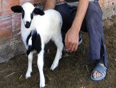 Kuzunun boynundan 5.ayak çıktı