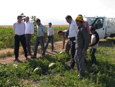 FERIT GÖRÜKMEZ - Muş Karpuzu İzmir Pazarına Sunuluyor