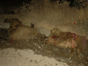 Osmaniye`de Trafik Kazası