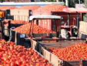 Tat Kavaklı Domates Şenliğinde 'domates Konuşacak'