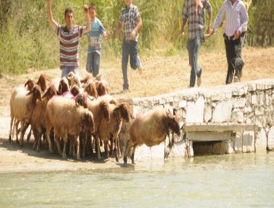 FATIH ARıKAN - Sekiz Asırlık Gelenek 'sudan Koyun Geçirme Yarışması' Yapıldı