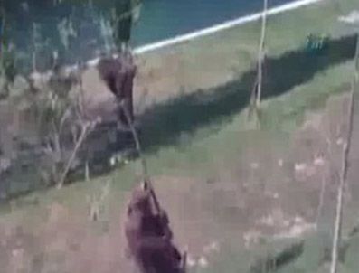 Anne ayı yavrusunu böyle kurtardı  2011