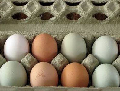 Kahverengi yumurta mı beyaz yumurta mı?