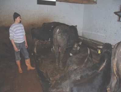 KAZANKAYA - Besiciler, Kurbanlıklarını Besiye Çekti, Kurban Bayramı`nı Beklemeye Koyuldu