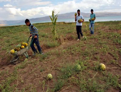 Ercişli Karpuz ve Kavun Üreticileri Marka Olmak İstiyorlar