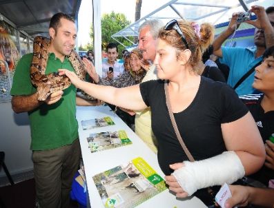 AHMET PIRIŞTINA - İef`deki Belediye Sokağı`nda En Büyük İlgiyi Boa Yılanı Çekiyor