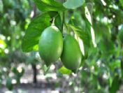 Limon Hasadı Başladı