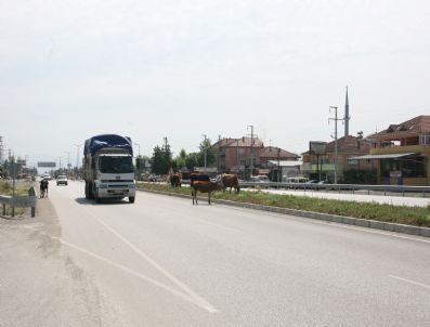 Bütün Uyarılara Giden Canlara Rağmen