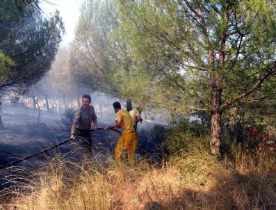 Çan’da Orman Yangını