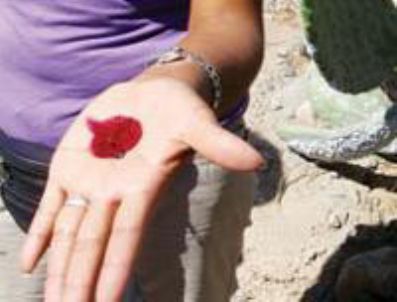 AZTEKLER - Cochineal böceği altına kafa tutuyor