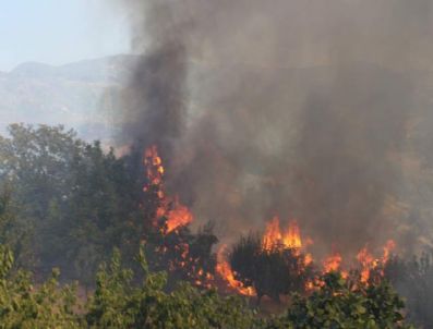 Sakarya'da Meyve Bahçelerinde Yangın Çıktı