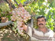 Salkımı 5 Kilo Gelen Üzüm Mercek Altında